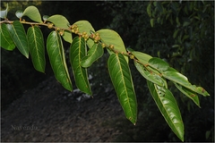 Glochidion zeylanicum